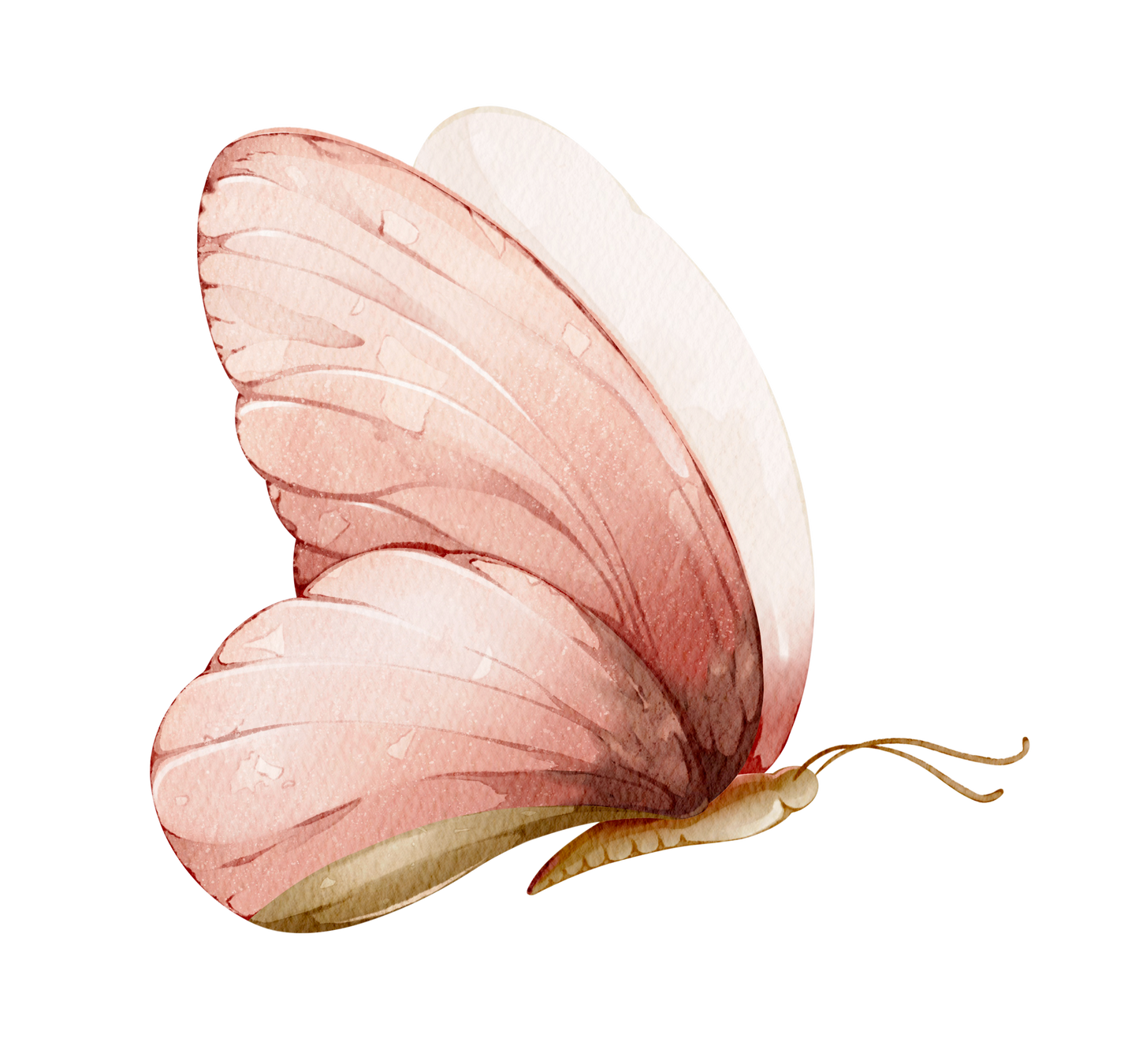 Blush Garden Peony Bloom — Wall Decal