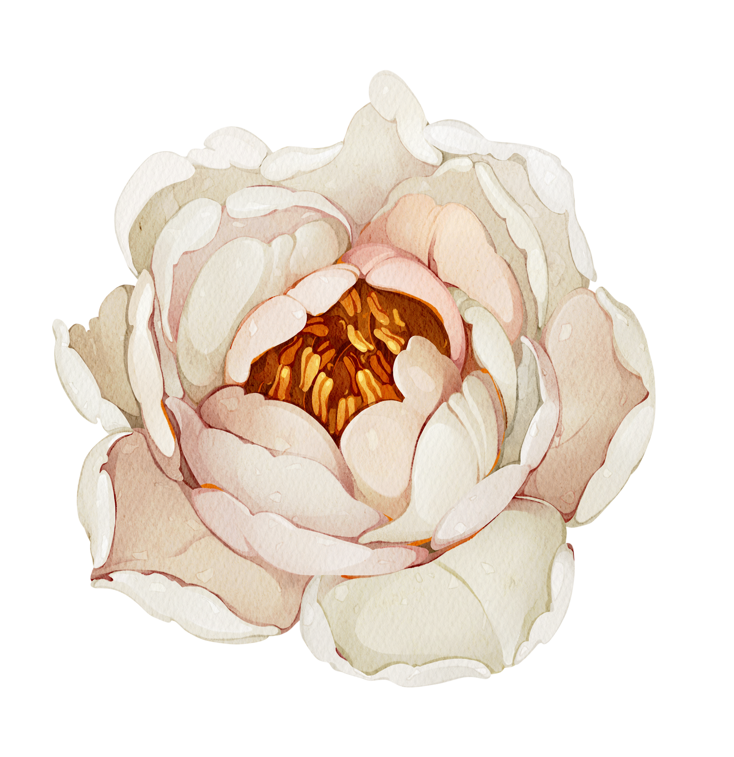 Blush Garden Peony Bloom — Wall Decal