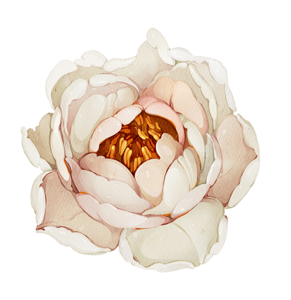 Blush Garden Peony Bloom — Wall Decal