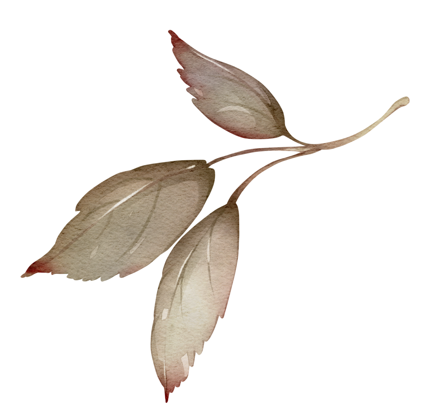 Blush Garden Peony Bloom — Wall Decal