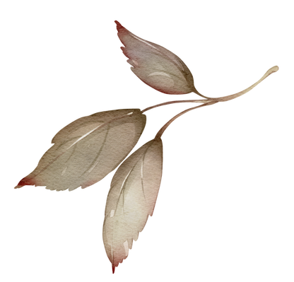 Blush Garden Peony Bloom — Wall Decal