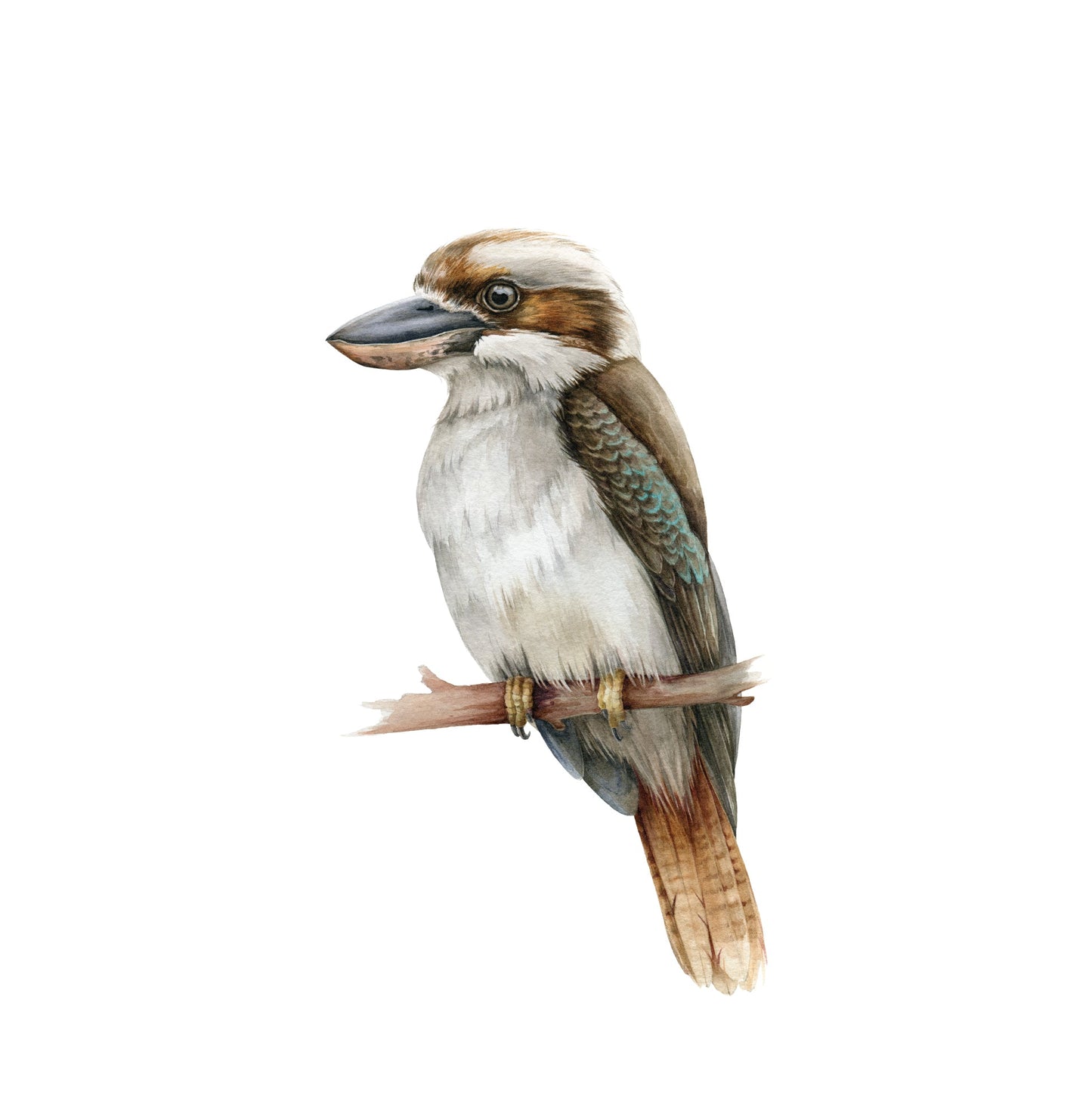 Australian Birds & Leaves — Wall Stickers (Home Decor Decals) — removable wall decal by Tiny Tale Prints