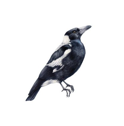 Australian Birds & Leaves — Wall Stickers (Home Decor Decals) — removable wall decal by Tiny Tale Prints