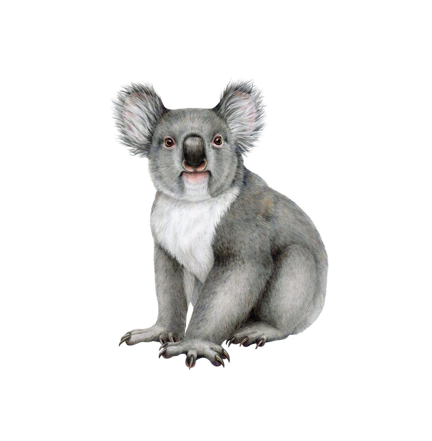 Outback Animal Friends — Wall Stickers (Home Decor Decals) — removable wall decal by Tiny Tale Prints