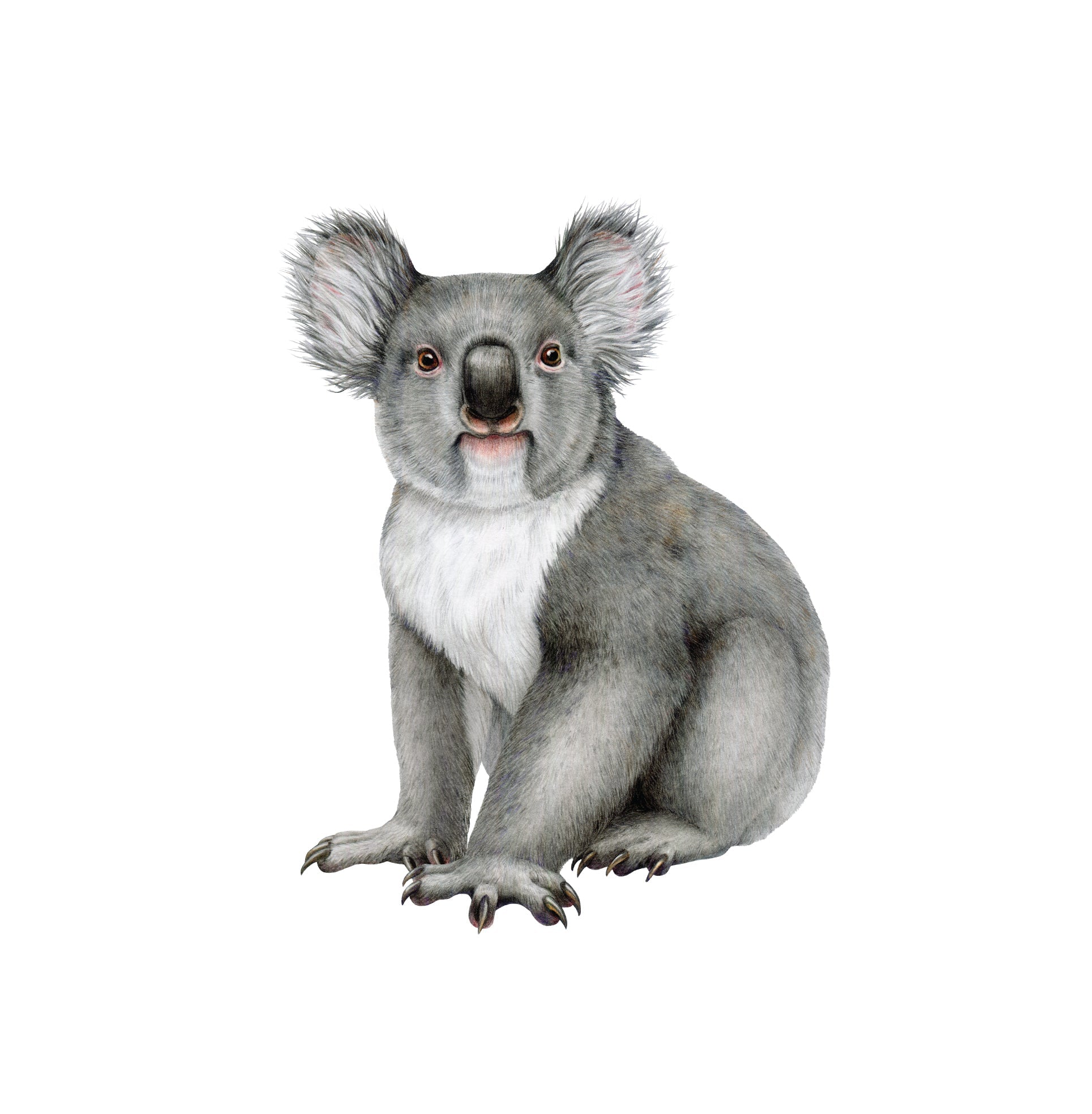 Outback Animal Friends — Wall Stickers (Home Decor Decals) — removable wall decal by Tiny Tale Prints