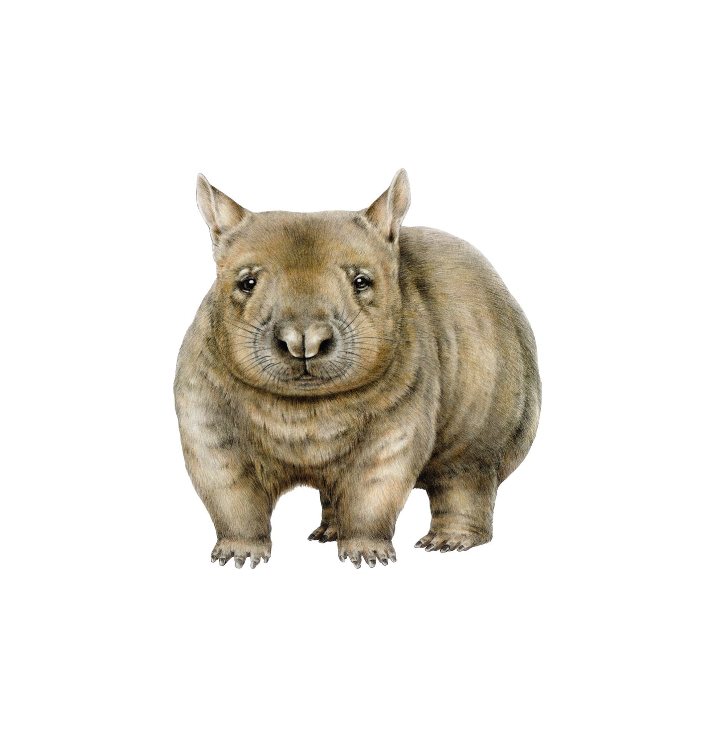 Outback Animal Friends — Wall Stickers (Home Decor Decals) — removable wall decal by Tiny Tale Prints