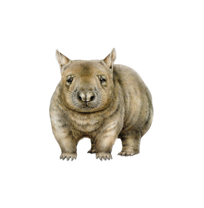 Outback Animal Friends — Wall Stickers (Home Decor Decals) — removable wall decal by Tiny Tale Prints